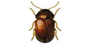 Cigarette Beetle: Effective Monitoring and Control Through Advanced Trap Solutions